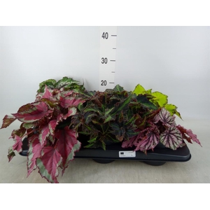 Begonia BD rex   ...mix
