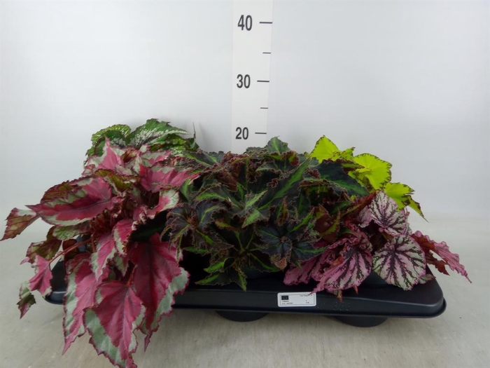 <h4>Begonia BD rex   ...mix</h4>