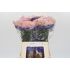 Ozothamnus Cooks Pink