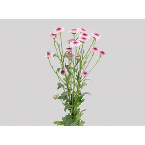 CRISANTEMO SANTINI ABBEY 080 CM