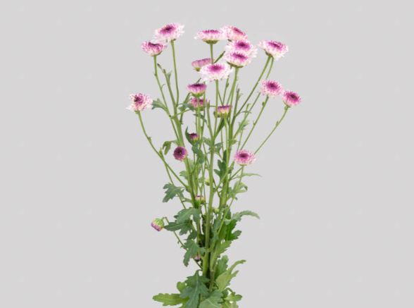 <h4>CRISANTEMO SANTINI ABBEY 080 CM</h4>