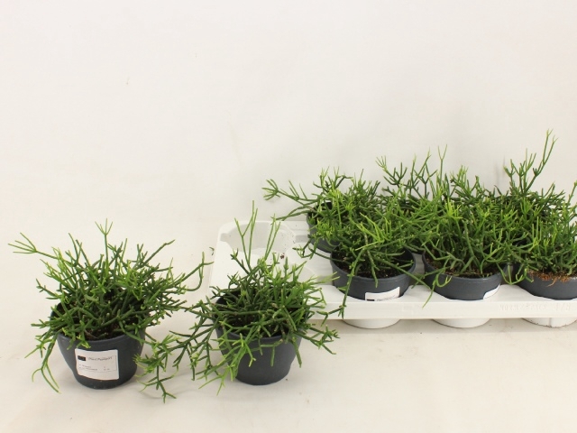 <h4>RHIPSALIS HETEROCLAD</h4>