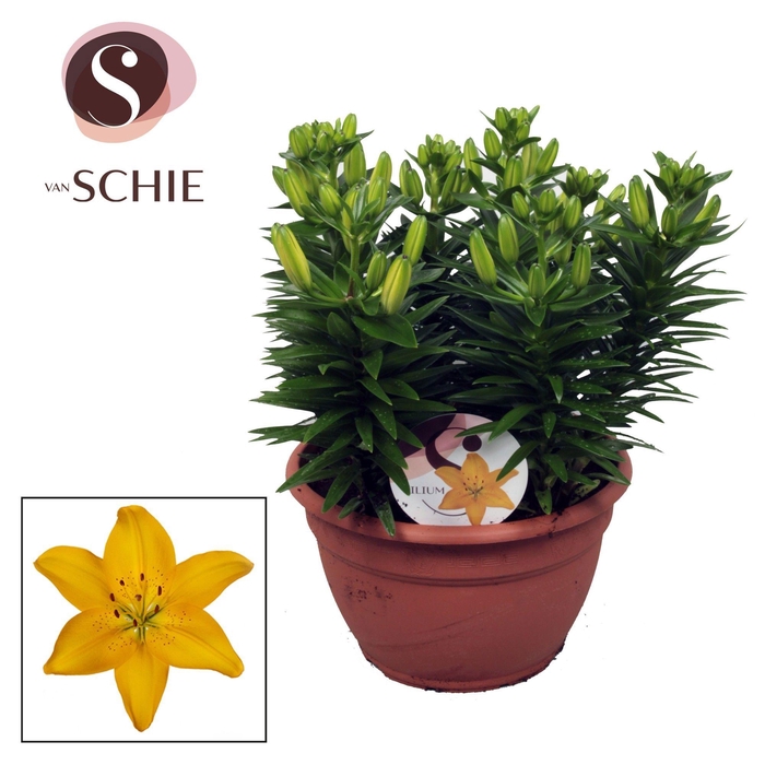 <h4>Az Matrix Yellow Schaal 9pp</h4>