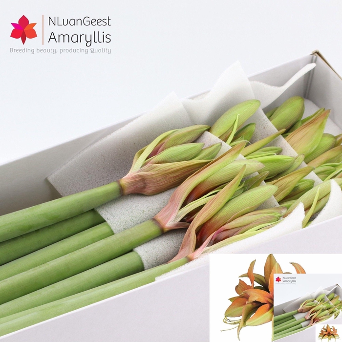 <h4>HIPP BU WILD AMAZONE</h4>