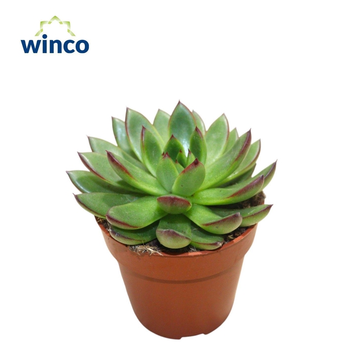<h4>Echeveria Agavoides Belga</h4>