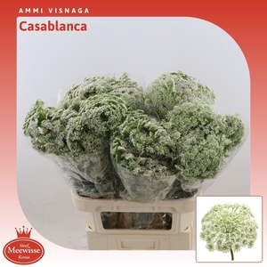 Ammi Visnaga 'casablanca'