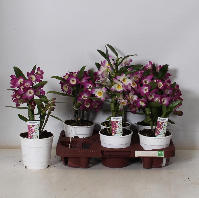 <h4>DEND NOBILE</h4>