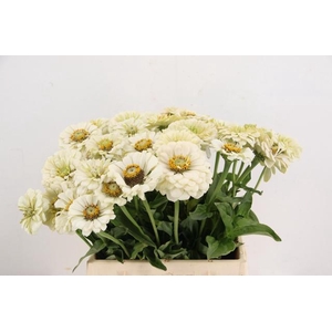 ZINNIA ELEGANS WHITE