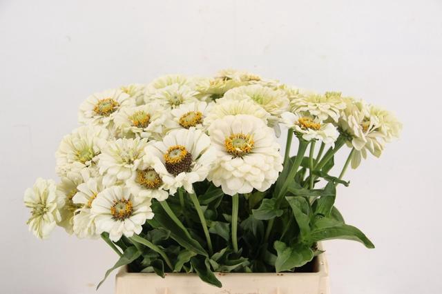 <h4>ZINNIA ELEGANS WHITE</h4>