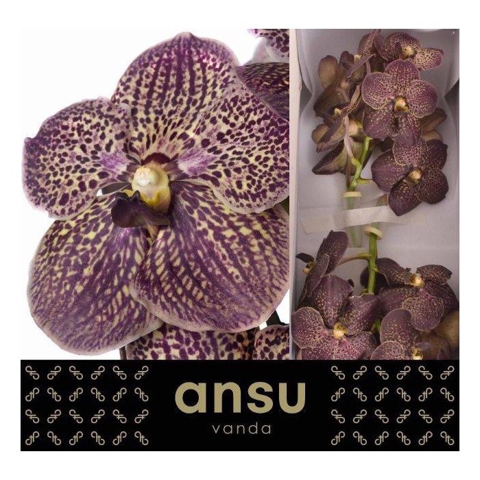 <h4>Vanda Su Choc Brown</h4>
