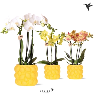 Kolibri Orchids Phalaenopsis mix 3 spike in Citrus pot yellow
