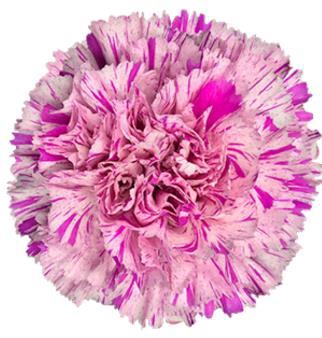 <h4>Di St Jubilee</h4>