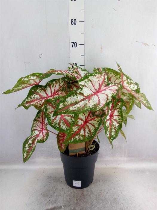 <h4>Caladium   ...</h4>