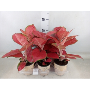 Aglaonema   ...
