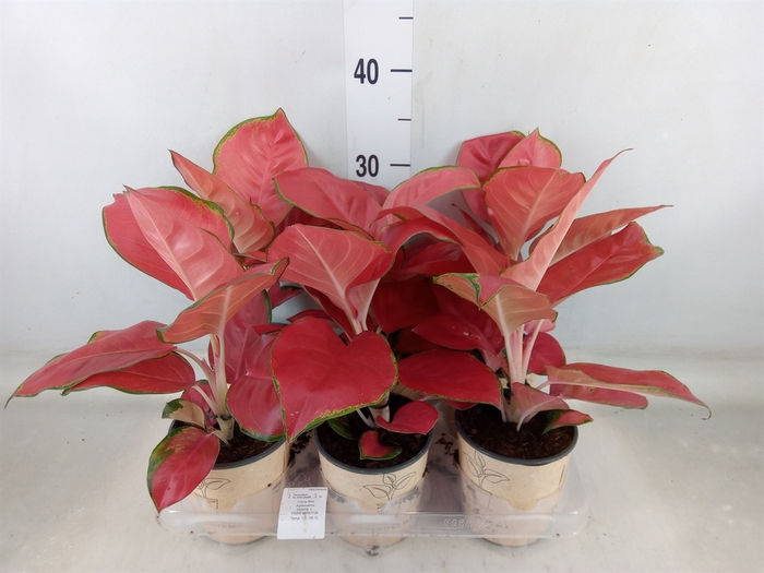 <h4>Aglaonema   ...</h4>