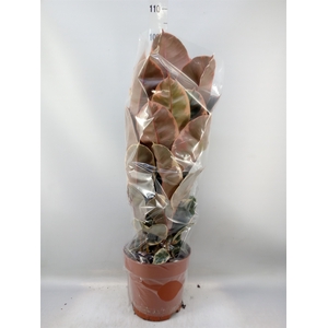 Ficus elastica 'Belize'