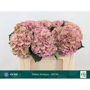 Hydrangea  'Elbtal' CL