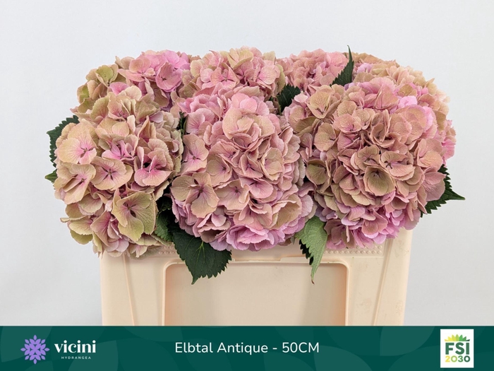 <h4>Hydrangea  'Elbtal' CL</h4>