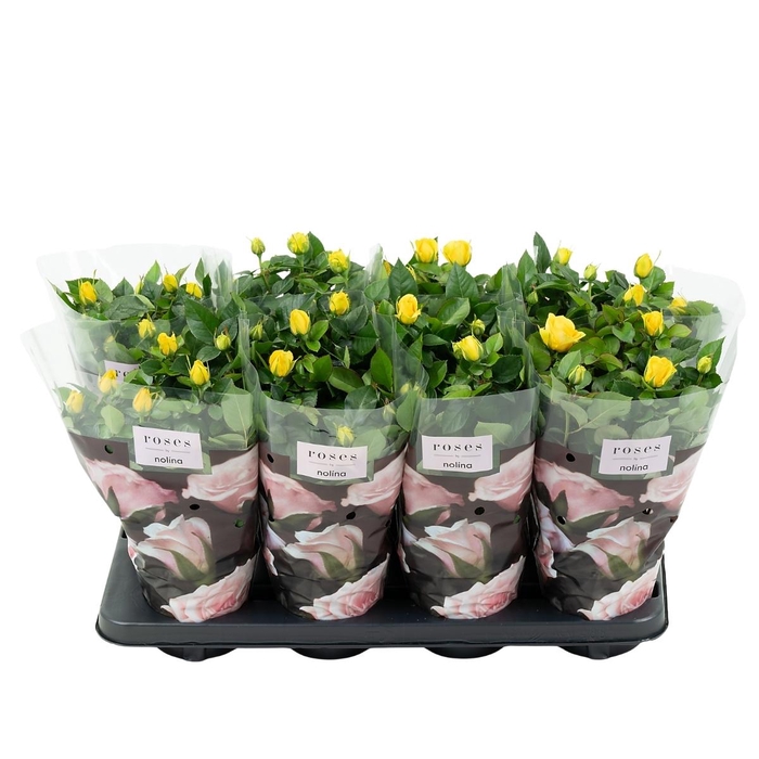 <h4>Nolina Roses Ø 13 cm Yellow</h4>
