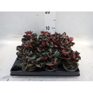 Peperomia