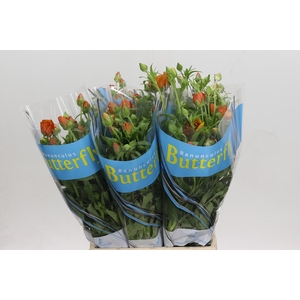 Ranunculus Butterfly Minoan