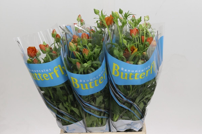 <h4>Ranunculus Butterfly Minoan</h4>