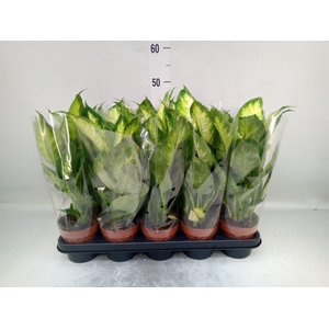 Dieffenbachia  'Camilla'