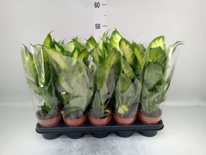 <h4>Dieffenbachia  'Camilla'</h4>