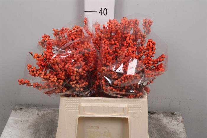 <h4>Ilex Ve Winter Gold</h4>