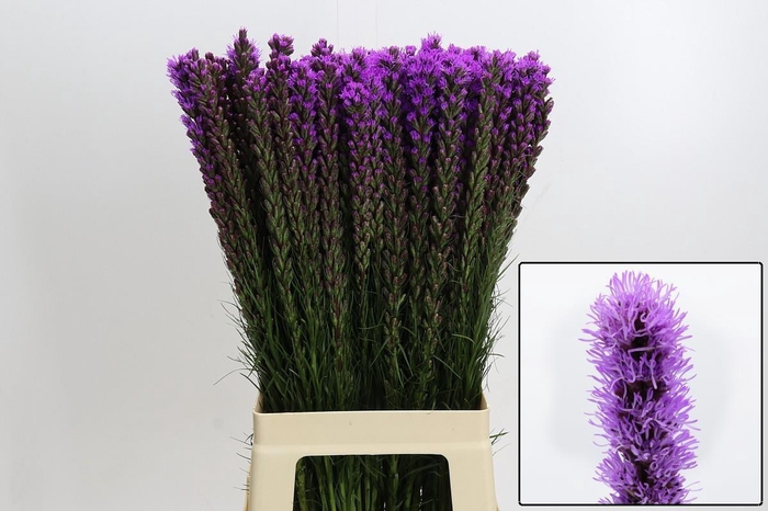 <h4>LIATRIS CALLILEPIS</h4>