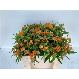ASCLEPIAS TUBEROSA
