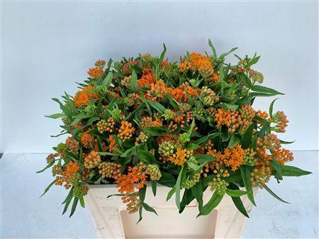 <h4>ASCLEPIAS TUBEROSA</h4>