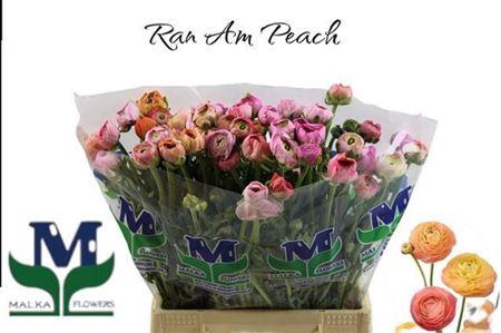 Ran Am Peach