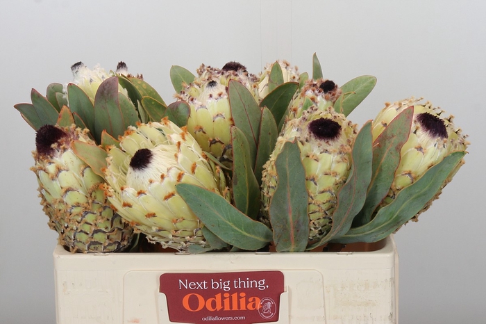 <h4>Protea Barbigera Ice Queen</h4>