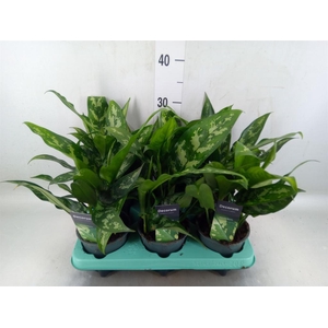 Aglaonema  'Maria'