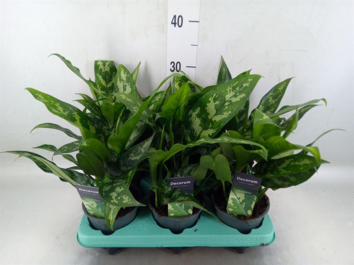 <h4>Aglaonema  'Maria'</h4>