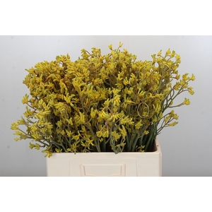 Anigozanthos Bush Down