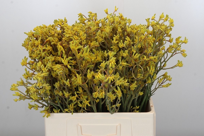 Anigozanthos Bush Down