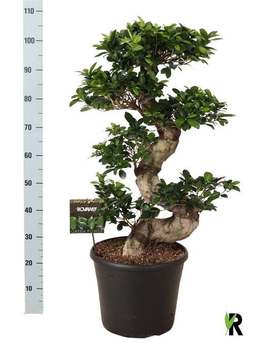 <h4>Ficus microcarpa 'Ginseng'</h4>