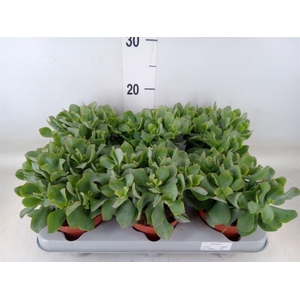 Crassula arborescens 'Curly'