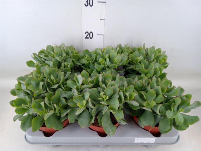 <h4>Crassula arborescens 'Curly'</h4>