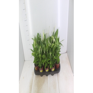 SPATHIPHYLLUM P11 MIN 5 HT COM FLOR