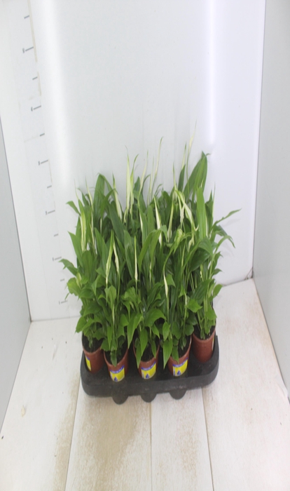 <h4>SPATHIPHYLLUM P11 MIN 5 HT COM FLOR</h4>