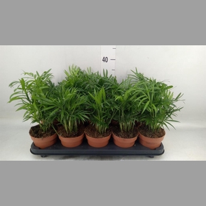Chamaedorea elegans