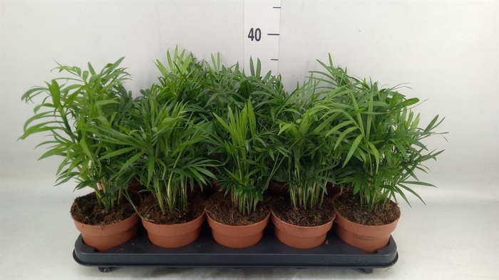 <h4>Chamaedorea elegans</h4>