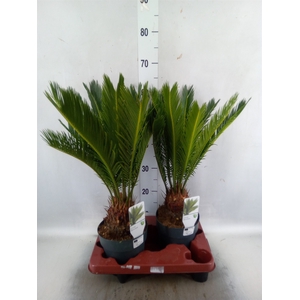 Cycas revoluta