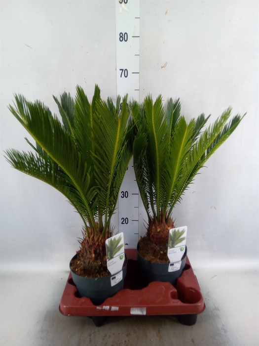 <h4>Cycas revoluta</h4>