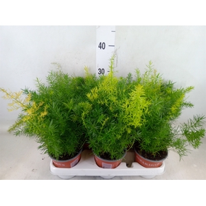 Asparagus dens. 'Sprengeri'