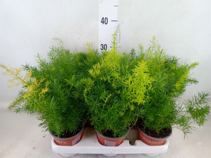 <h4>Asparagus dens. 'Sprengeri'</h4>