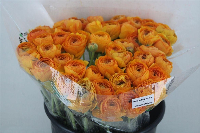 <h4>Ran Cloni Ex Solaris</h4>